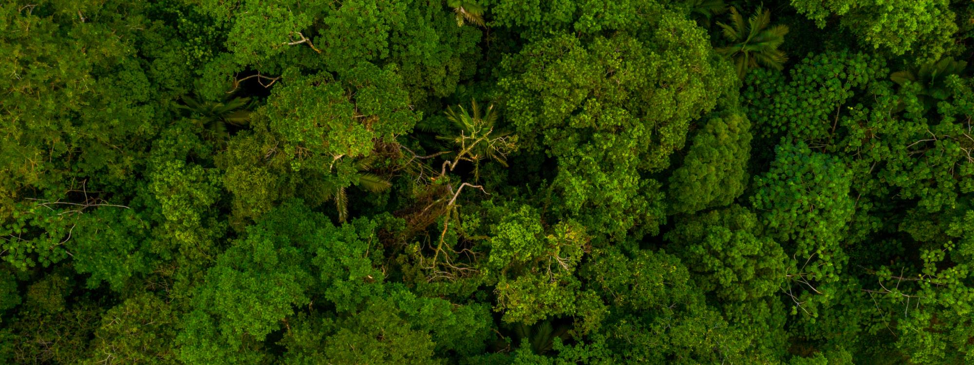 imagem CONSULTORIA E ASSESSORIA AMBIENTAL: CADASTRO TÉCNICO FEDERAL (IBAMA)